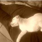 Dafne doo