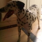 Dina