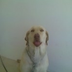 Duqueza