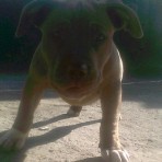 Kimbo