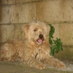 Kurro