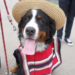 Bruno