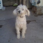 Peluche 