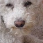 Pepita
