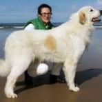 OSO NEVADO, RAZA: MUCUCHIES 