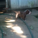Popi