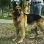 Rosco, rocky y pongo