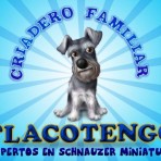 Criadero de schnauzer tlacotengo