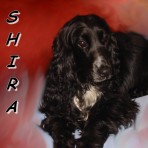 Shira