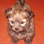 Susy
