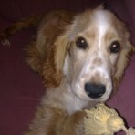 Tomy