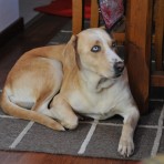 Tuca