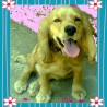 Cookie