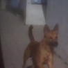 Neron