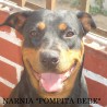 NARNIA POMPITA BEBE