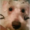 spike