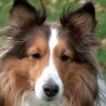 Lassie