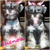 SHENOA