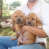   	  veterinario comprobado cachorros de perro de presa 