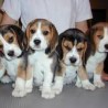 de origen planteadas cachorros beagle 