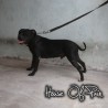 Chaos otto THe House of Pain Kennel