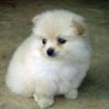 más lindo cachorros Pomerania siempre en contacto ahora ??????? 