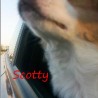 scotty