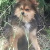 Lucas