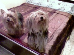Fotos de perros