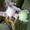 bocho