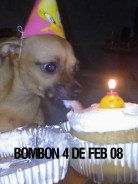 Fotos de perros