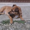 Shila