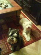 Fotos de perros