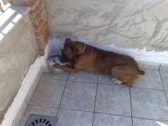 Fotos de perros