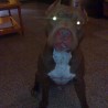 zeus pitbull red nose