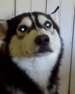 Fotos de perros