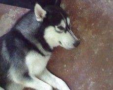Fotos de perros