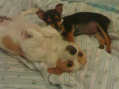 Fotos de perros