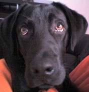 Fotos de perros
