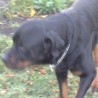 turko