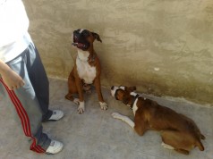 Fotos de perros