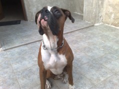 Fotos de perros