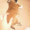 shino