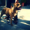 tigre
