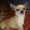 turko