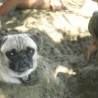 niño