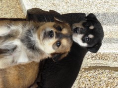 Fotos de perros