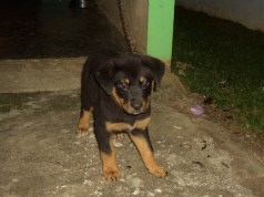 Fotos de perros