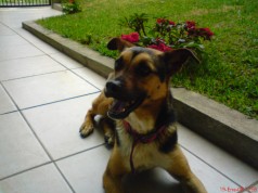 Fotos de perros