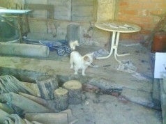 Fotos de perros